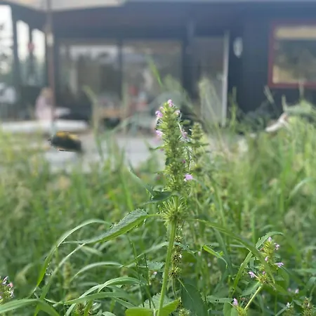 度假居 Uniquely Decorated In Hou